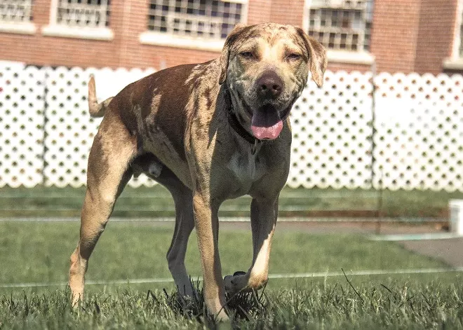 Faithful Fields rescues and rehabilitates dogs, partnering with prisons and other nonprofits to train them and lead them toward a better future - Vimarsana News
