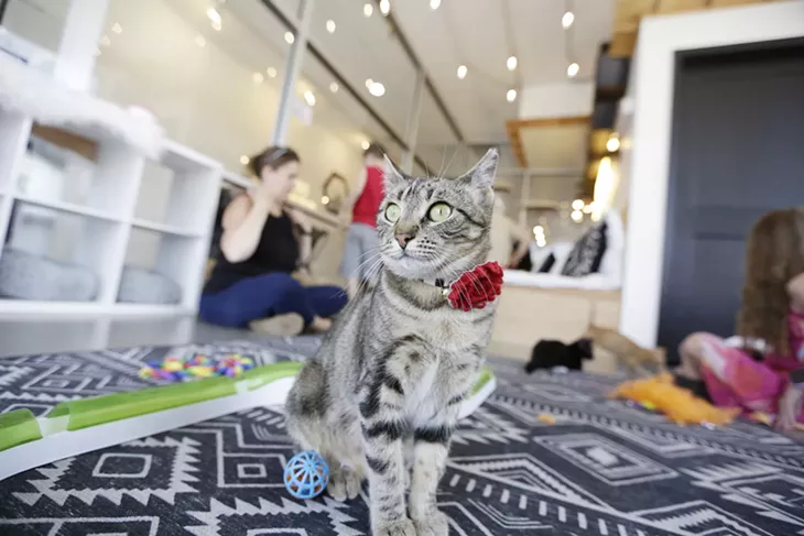Image: We make a visit to Kitty Cantina, Spokane's first cat cafe