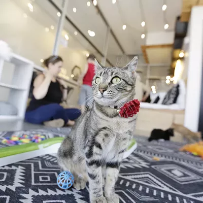 Image: We make a visit to Kitty Cantina, Spokane's first cat cafe