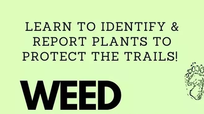 Image: Weed Wednesday Walks