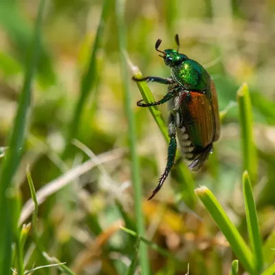 Image: What starts as a single mollusk, plant, insect or bird can spread into a force that changes the Northwest landscape for generations