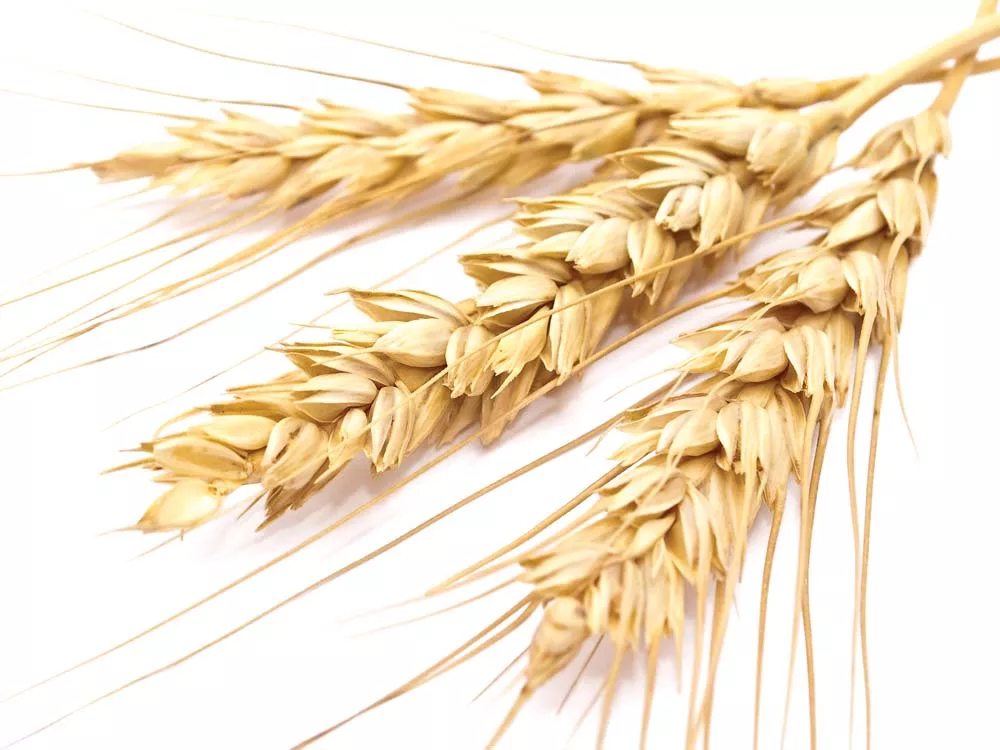 Whole Grain Pain