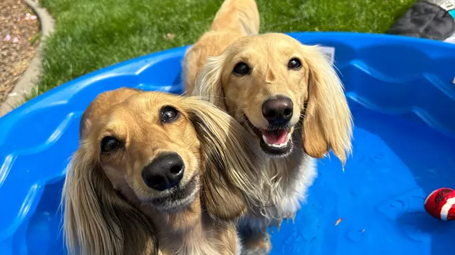 Image: Why I'll be giving my high-maintenance dogs the summer of their lives