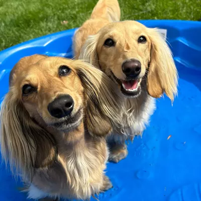 Image: Why I'll be giving my high-maintenance dogs the summer of their lives