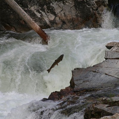 Wild Idaho! Web Series Part Two: Salmon & Steelhead Recovery